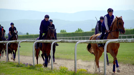 Chazey-sur-Ain / lot de chevaux