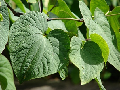 Le Kava est une plante originaire du Pacifique occidental