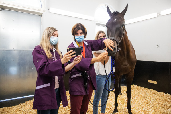 Médication et bien-être chez le cheval athlète