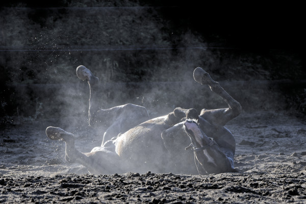 Une thèse sur le bien-être du cheval de course