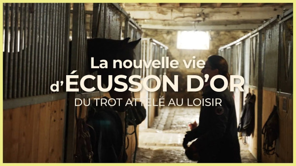 Ecusson d'Or : du trot attelé au loisir