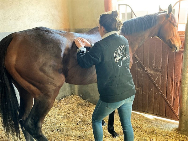 De la naissance à la reconversion : les étapes de la vie du cheval