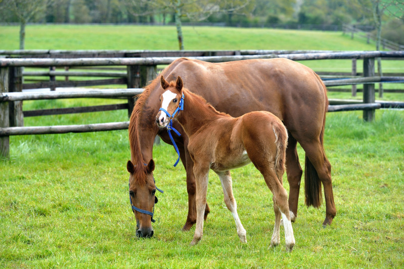 Éleveur de chevaux de courses