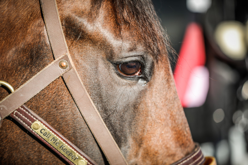 Equidia Régions