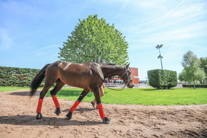 Un programme de travail adapté aux chevaux 