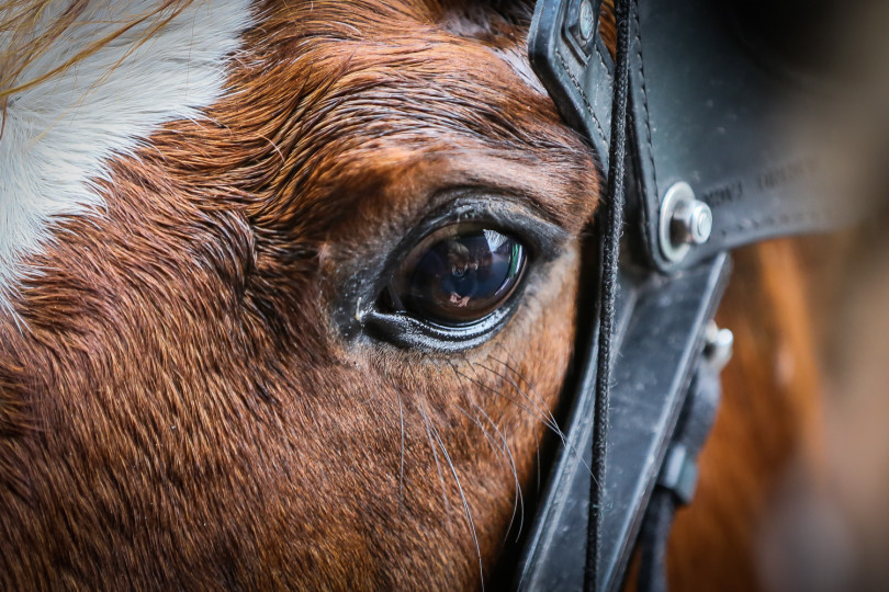 Equidia Régions