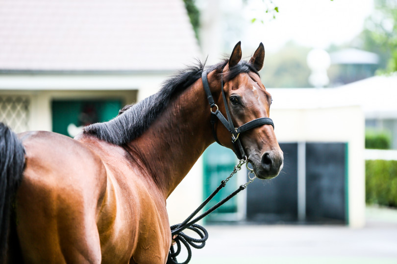 Début de carrière du cheval de course