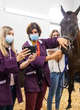 Médication et bien-être chez le cheval athlète