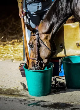 L’amélioration des performances à travers les compléments alimentaires